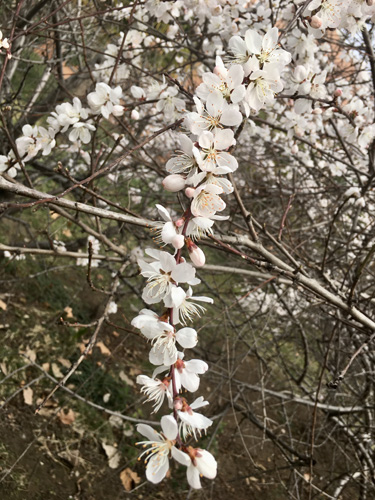 疫在当下，静谧校园；山桃静迎春，玉兰默逐妍……